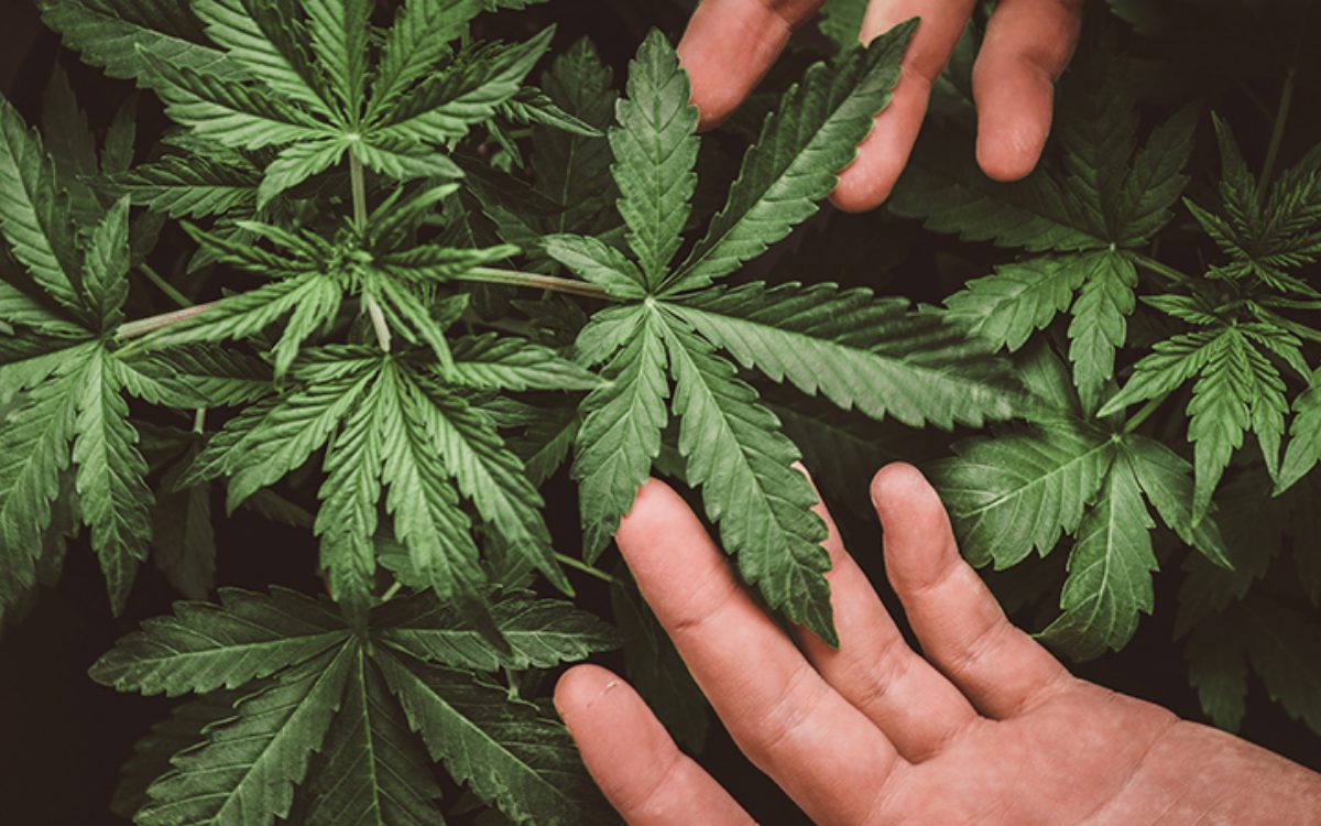 Hands holding hemp leaf, cbd for anxiety