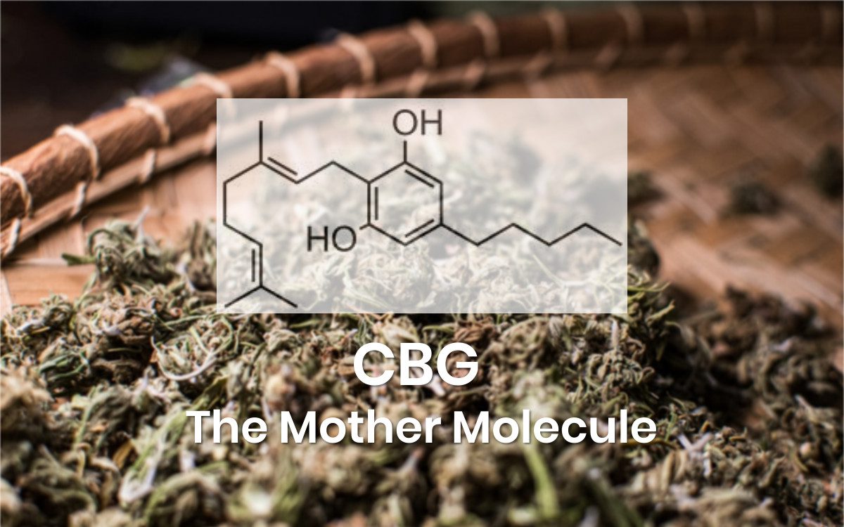CBG The Monther Molecule