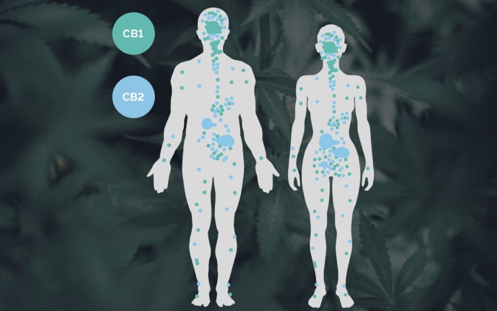 clinical endocannabinoid deficiency in human bodies