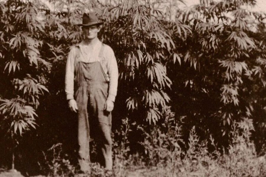 european hemp farmer