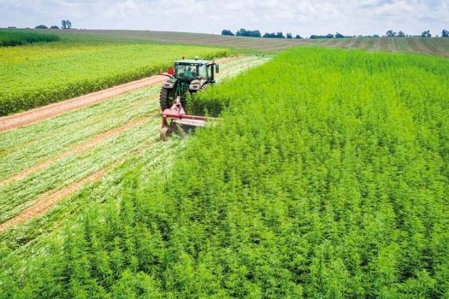 Hemp field being harvested