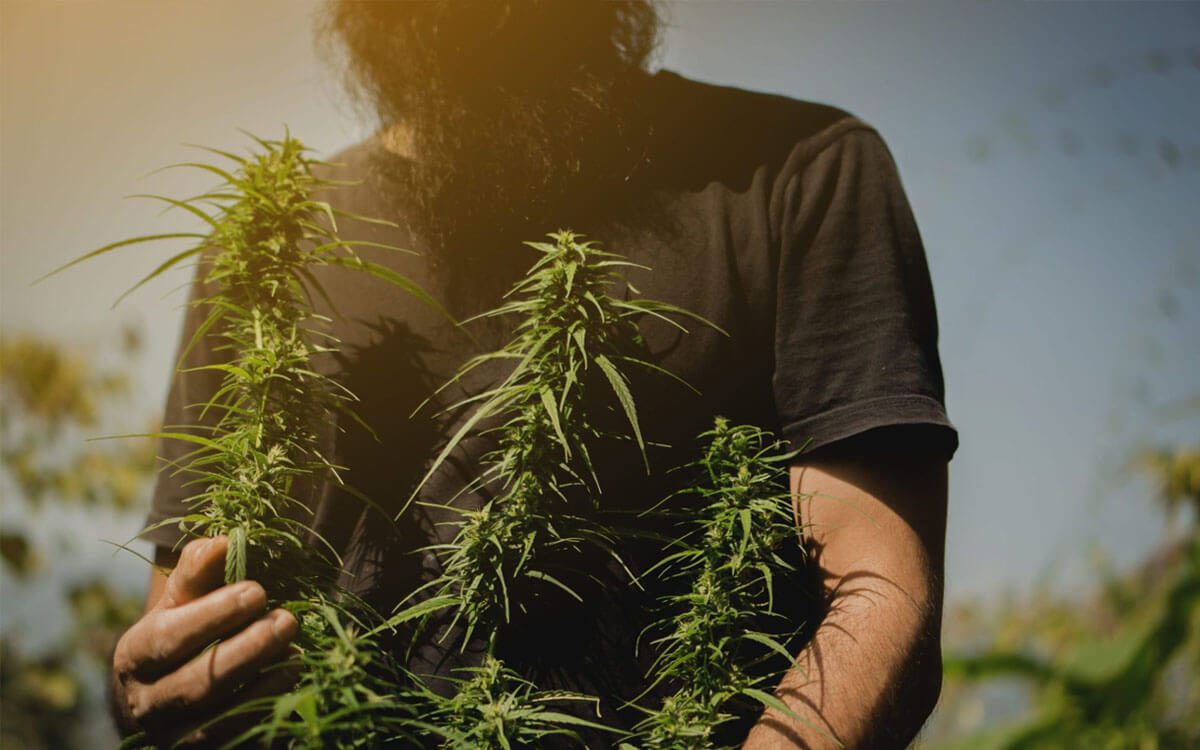 man holding hemp flowers