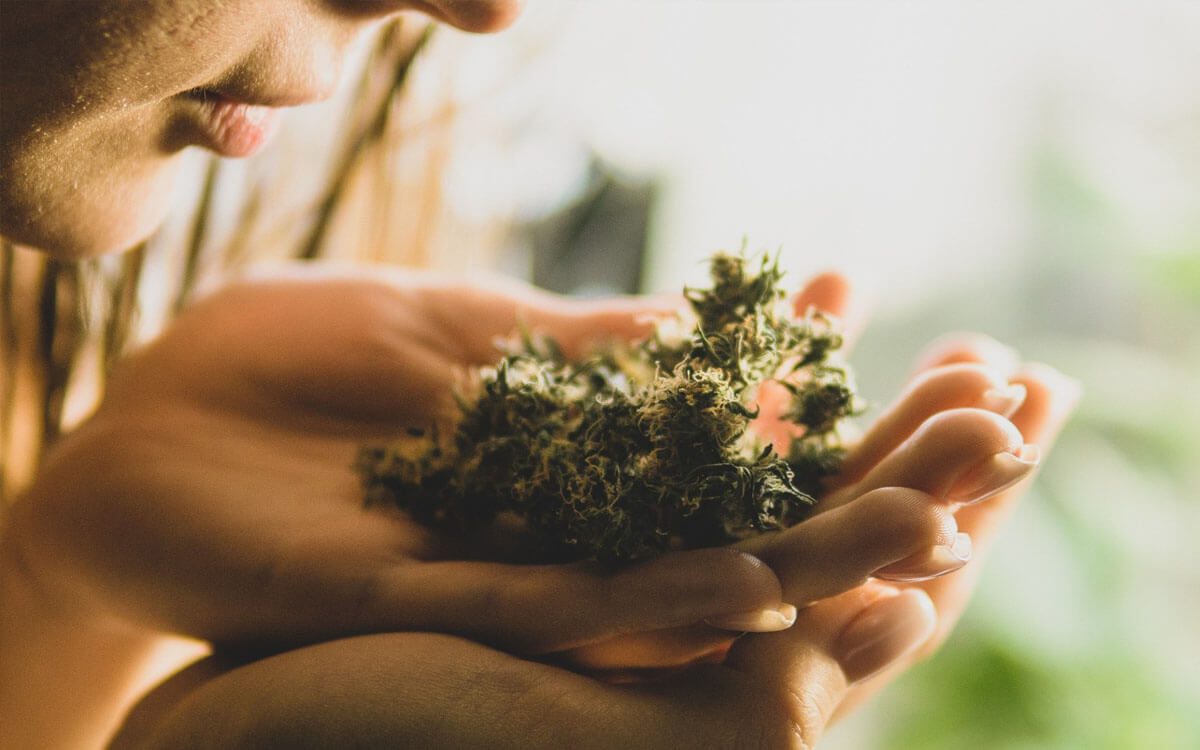 hands holding hemp flower